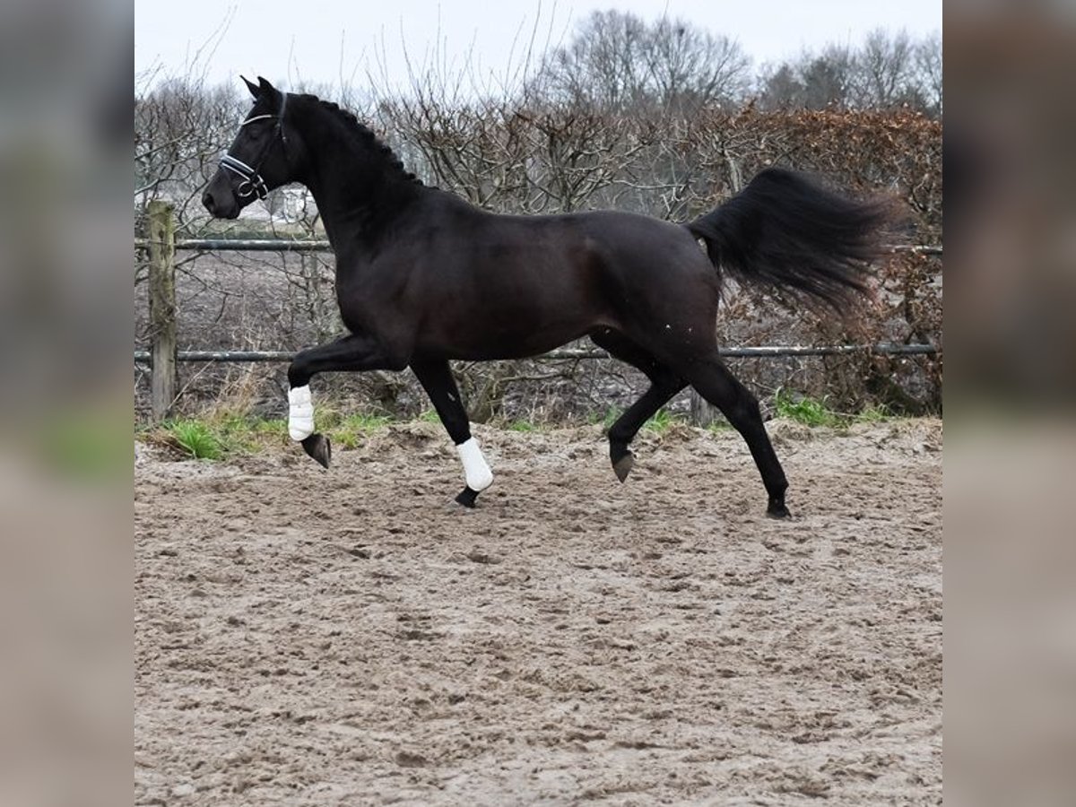 KWPN Castrone 3 Anni 168 cm Baio nero in Prinsenbeek