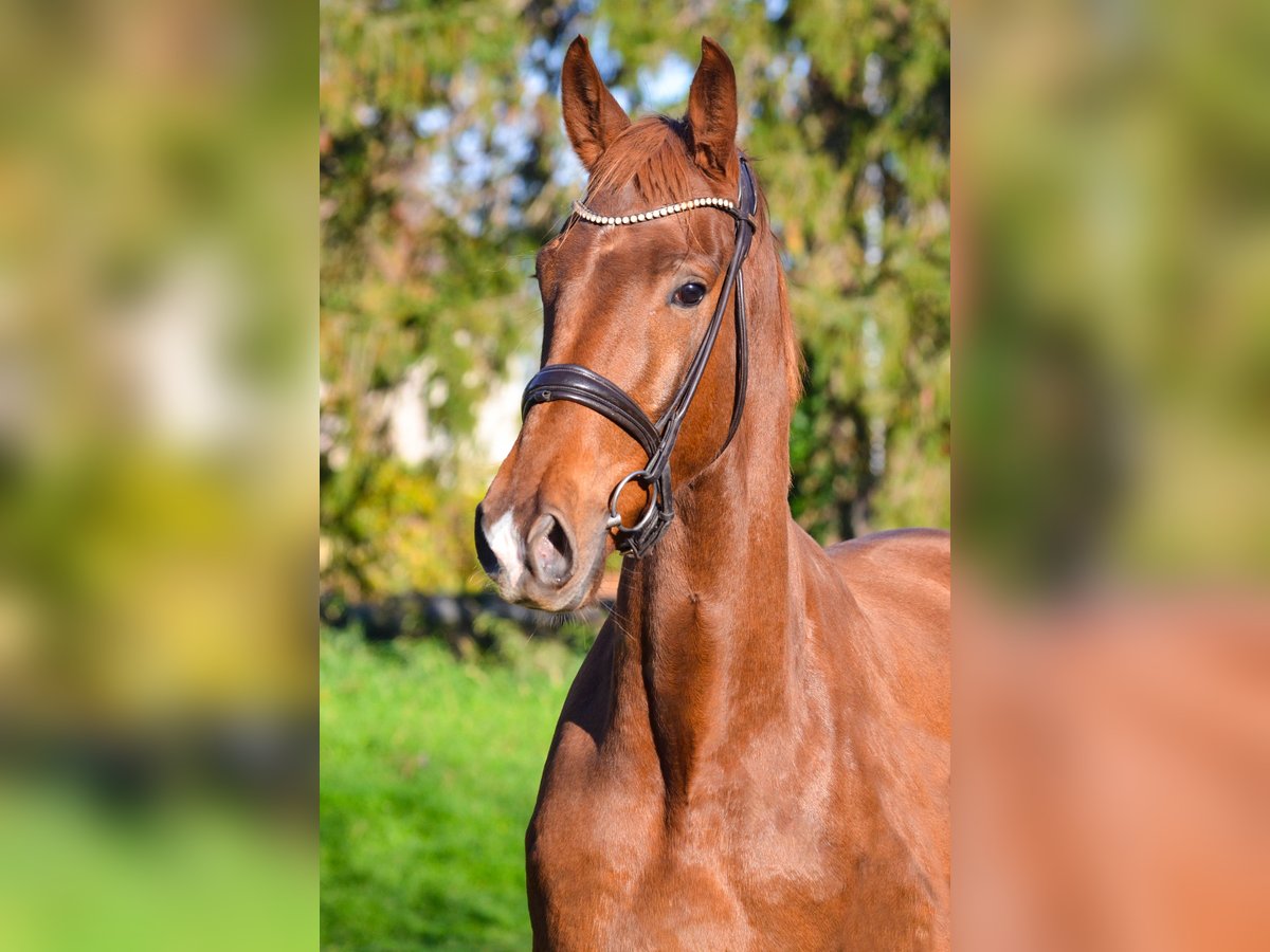 KWPN Castrone 3 Anni 168 cm Sauro scuro in MARIGNY LE LOZON