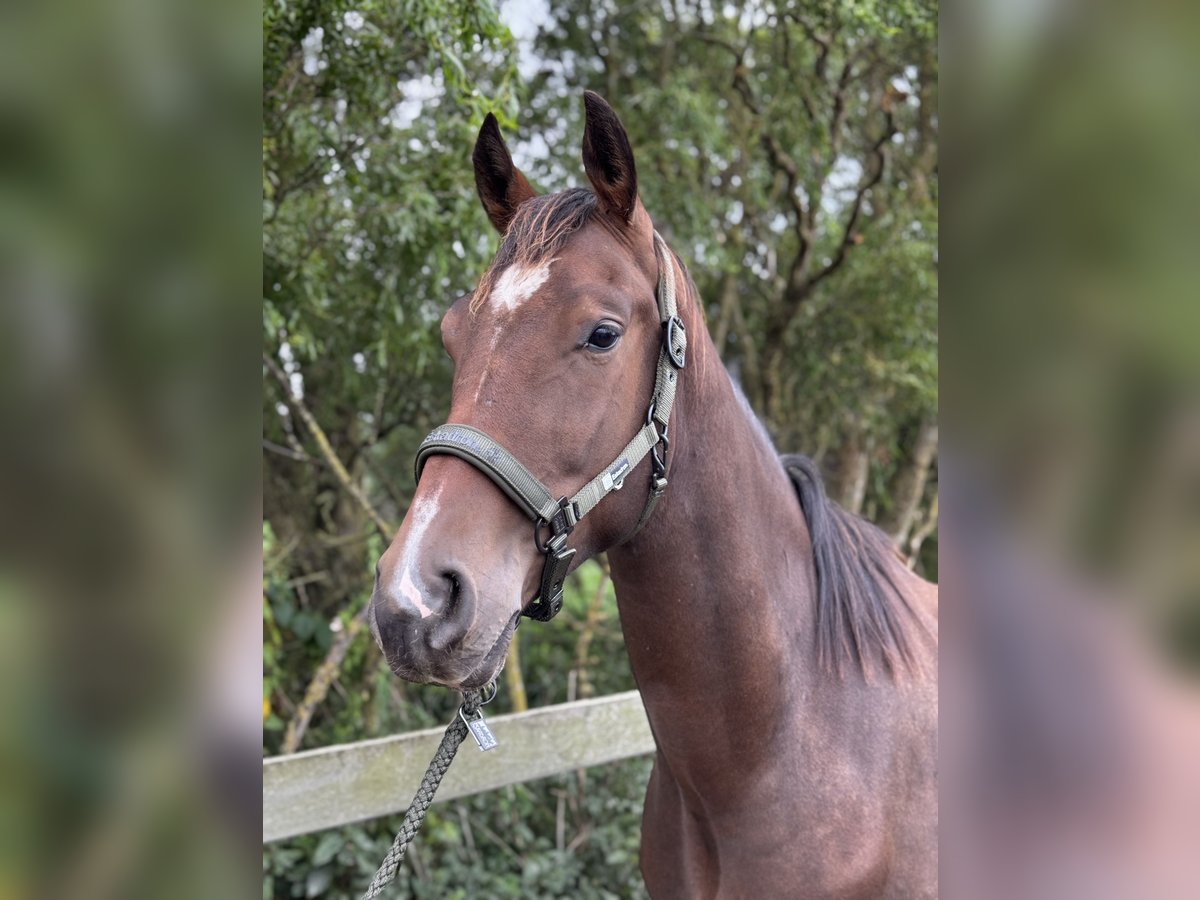 KWPN Castrone 3 Anni 170 cm Baio scuro in Uithoorn