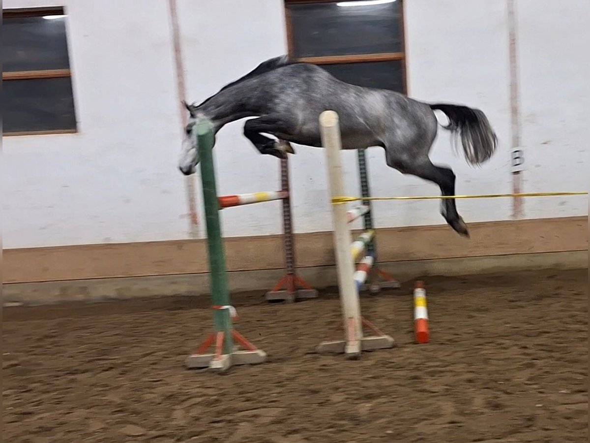 KWPN Castrone 3 Anni 170 cm Grigio in Békéscsaba