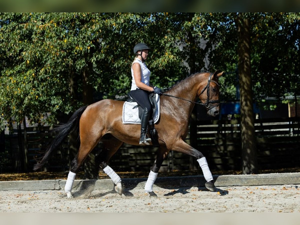 KWPN Castrone 3 Anni 172 cm Baio in Leende