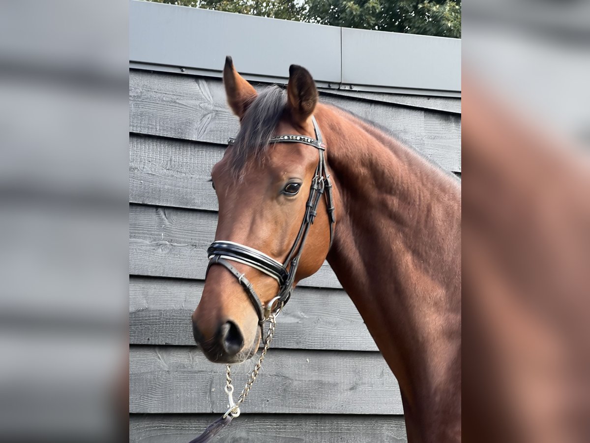 KWPN Castrone 3 Anni 172 cm Baio in Slootdorp