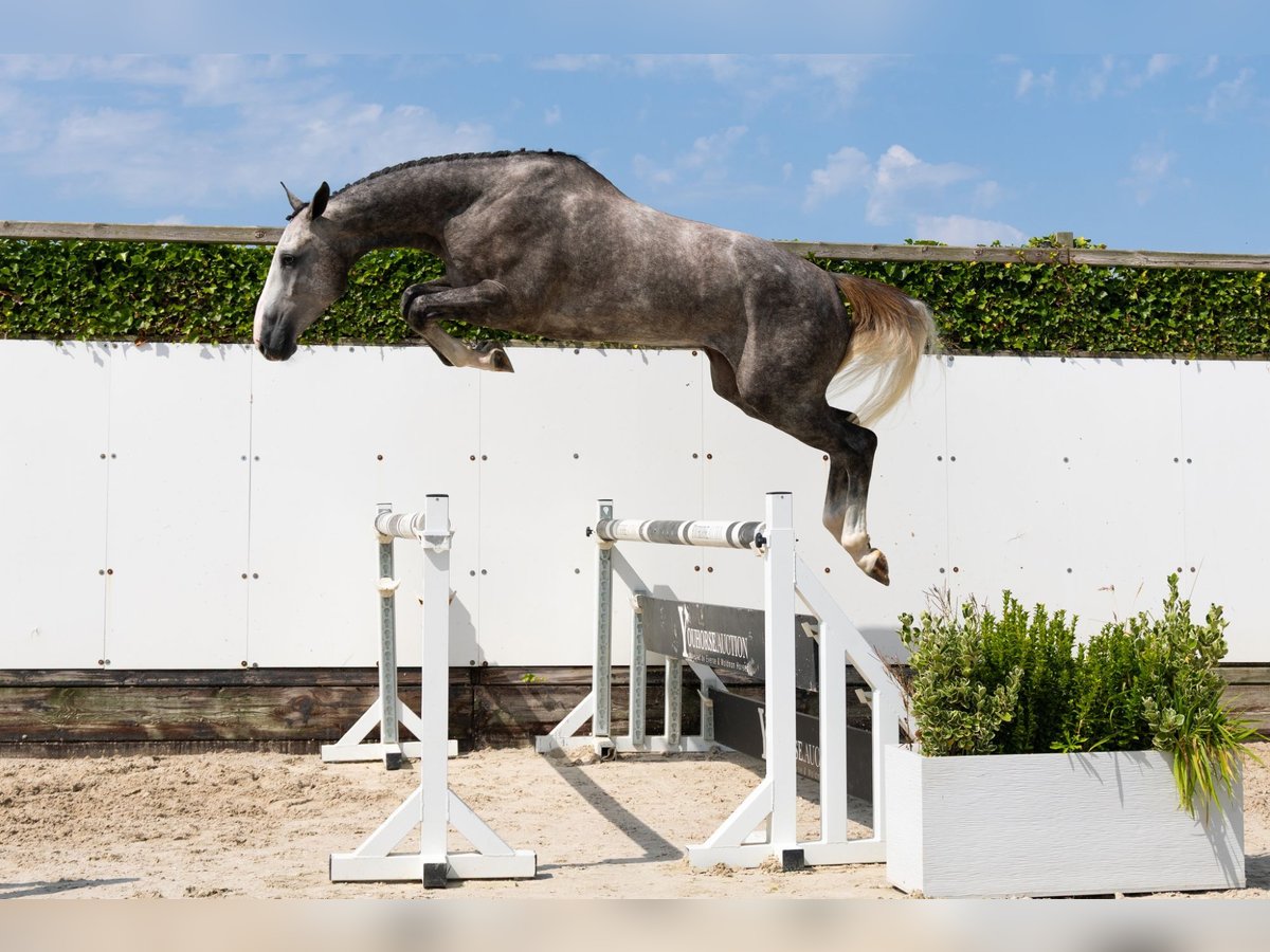 KWPN Castrone 3 Anni 172 cm Grigio in Waddinxveen