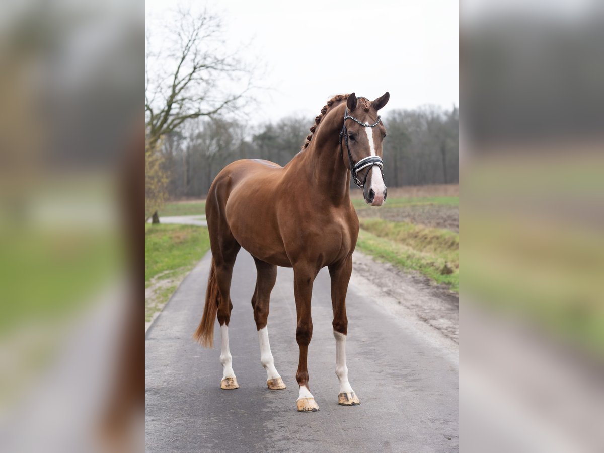 KWPN Castrone 3 Anni 172 cm Sauro in Oosterhout