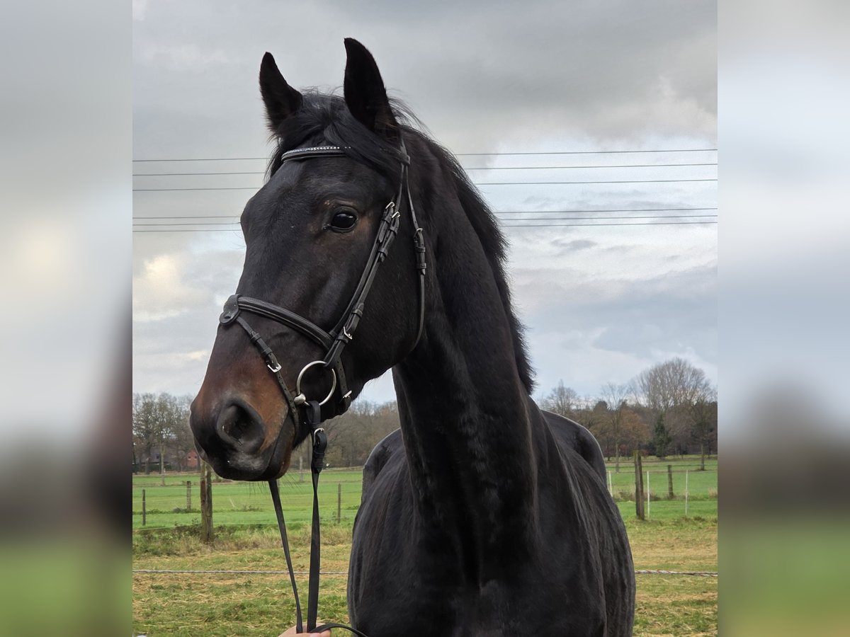 KWPN Castrone 3 Anni 175 cm Baio nero in Wachtendonk