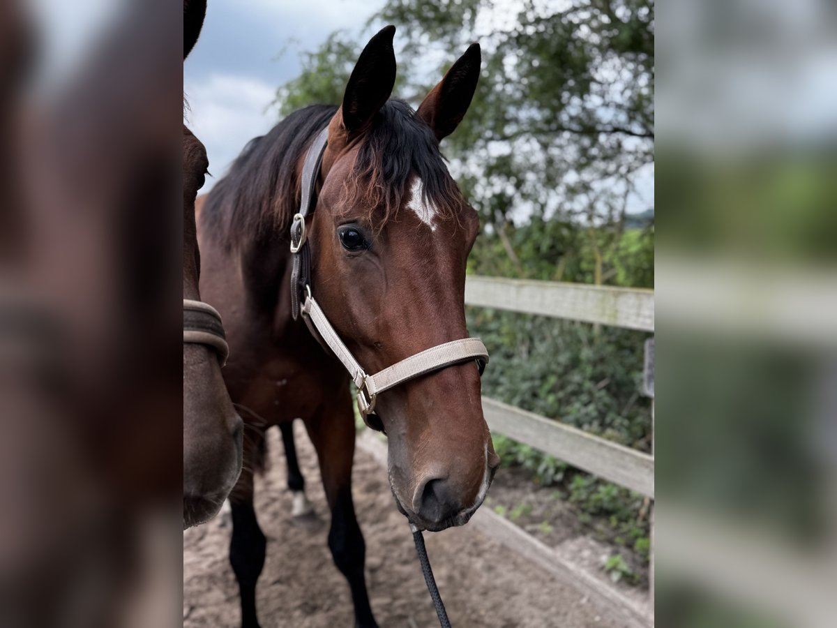 KWPN Castrone 3 Anni 175 cm Baio scuro in Uithoorn