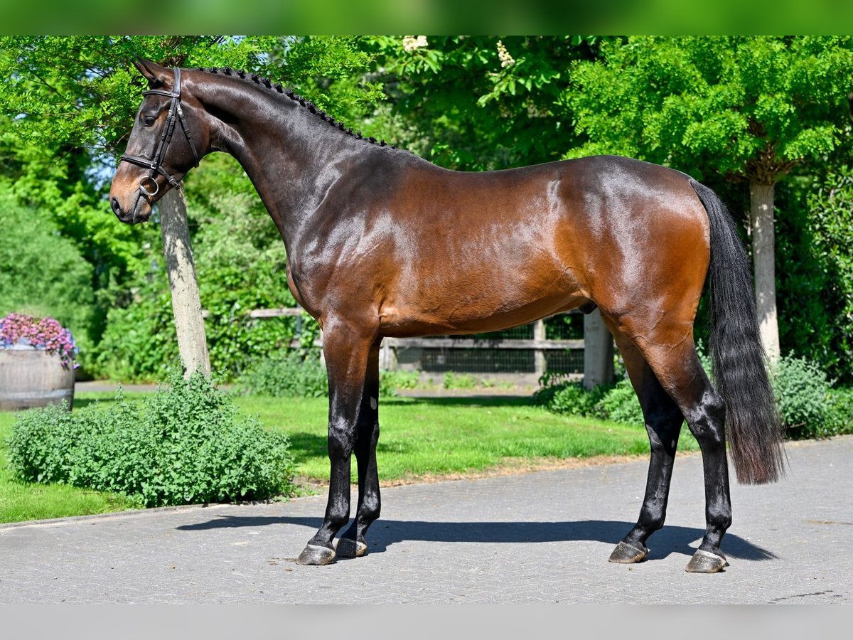 KWPN Castrone 3 Anni Baio in WK Heerde