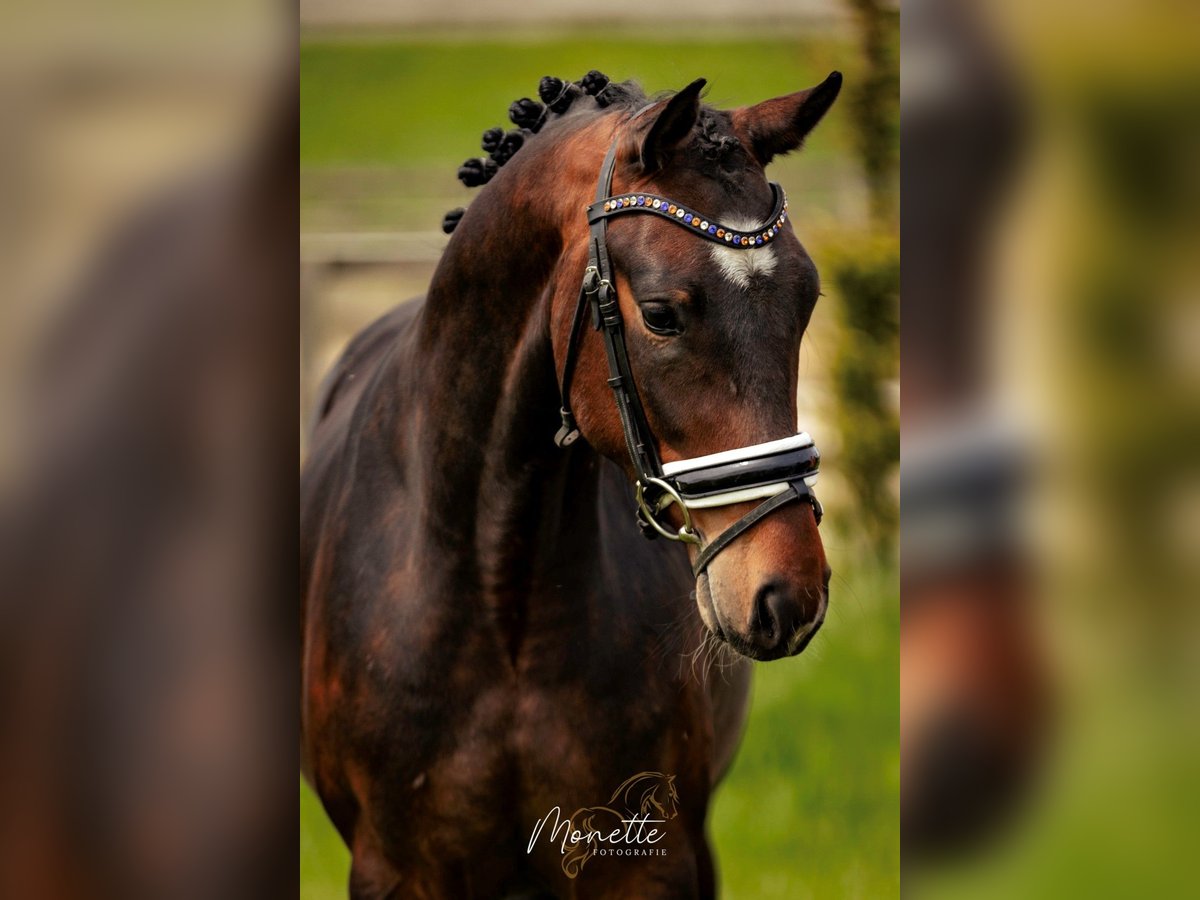 KWPN Castrone 4 Anni 158 cm Baio in Nieuw-Vennep