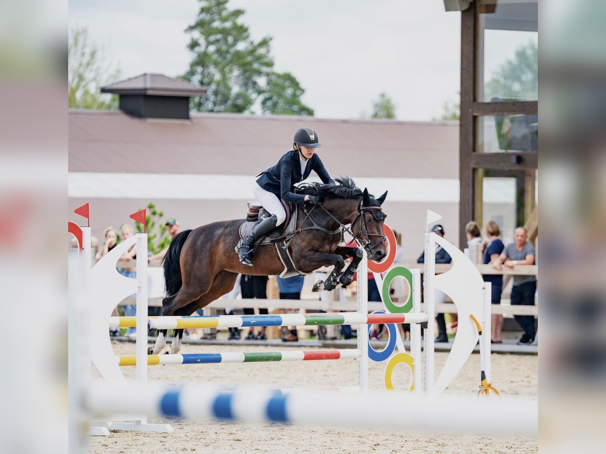 KWPN Castrone 4 Anni 160 cm Baio scuro in Vilnius
