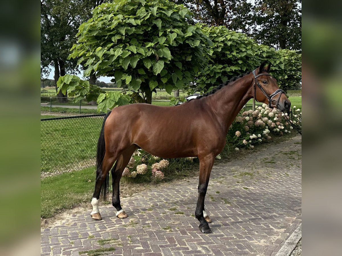 KWPN Castrone 4 Anni 163 cm Baio in Voorthuizen