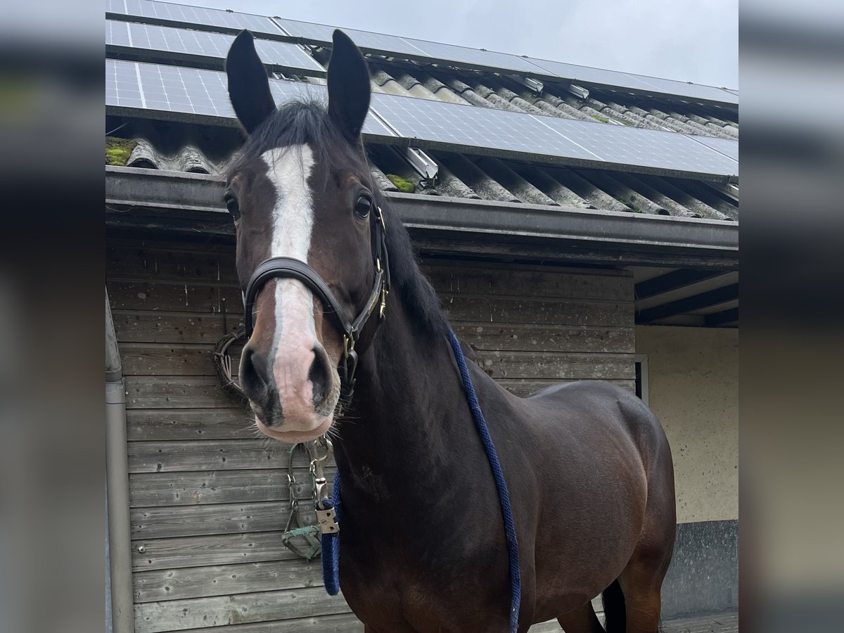 KWPN Castrone 4 Anni 164 cm Baio scuro in Nijkerk