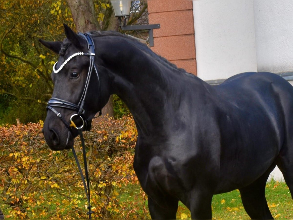 KWPN Castrone 4 Anni 167 cm Morello in Neuss