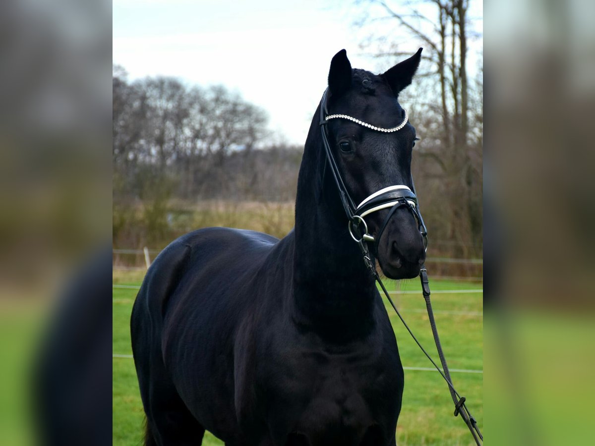 KWPN Castrone 4 Anni 167 cm Morello in Neuss