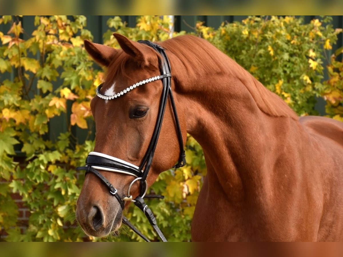 KWPN Castrone 4 Anni 167 cm Sauro in Neuss