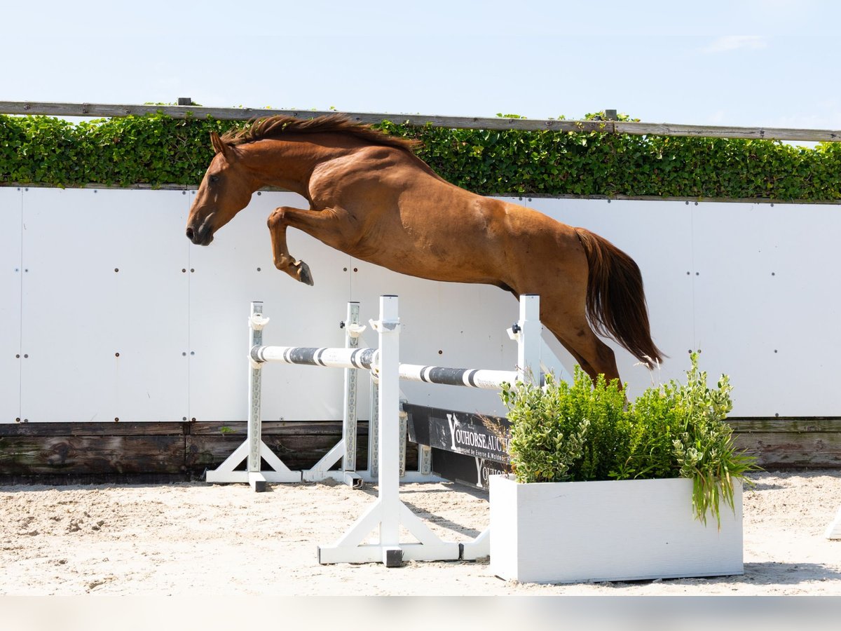 KWPN Castrone 4 Anni 167 cm Sauro in Waddinxveen