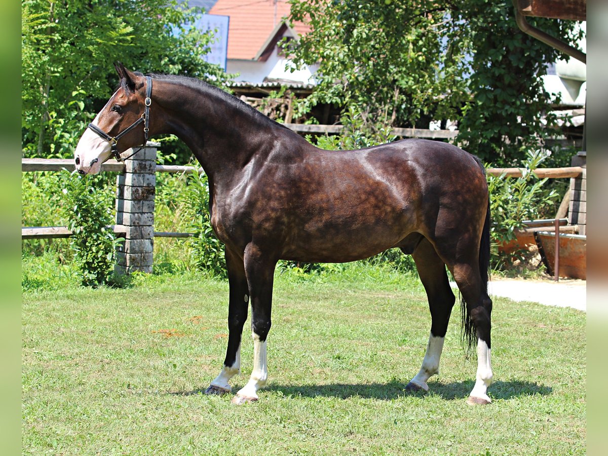 KWPN Castrone 4 Anni 168 cm Baio in KAMNIK