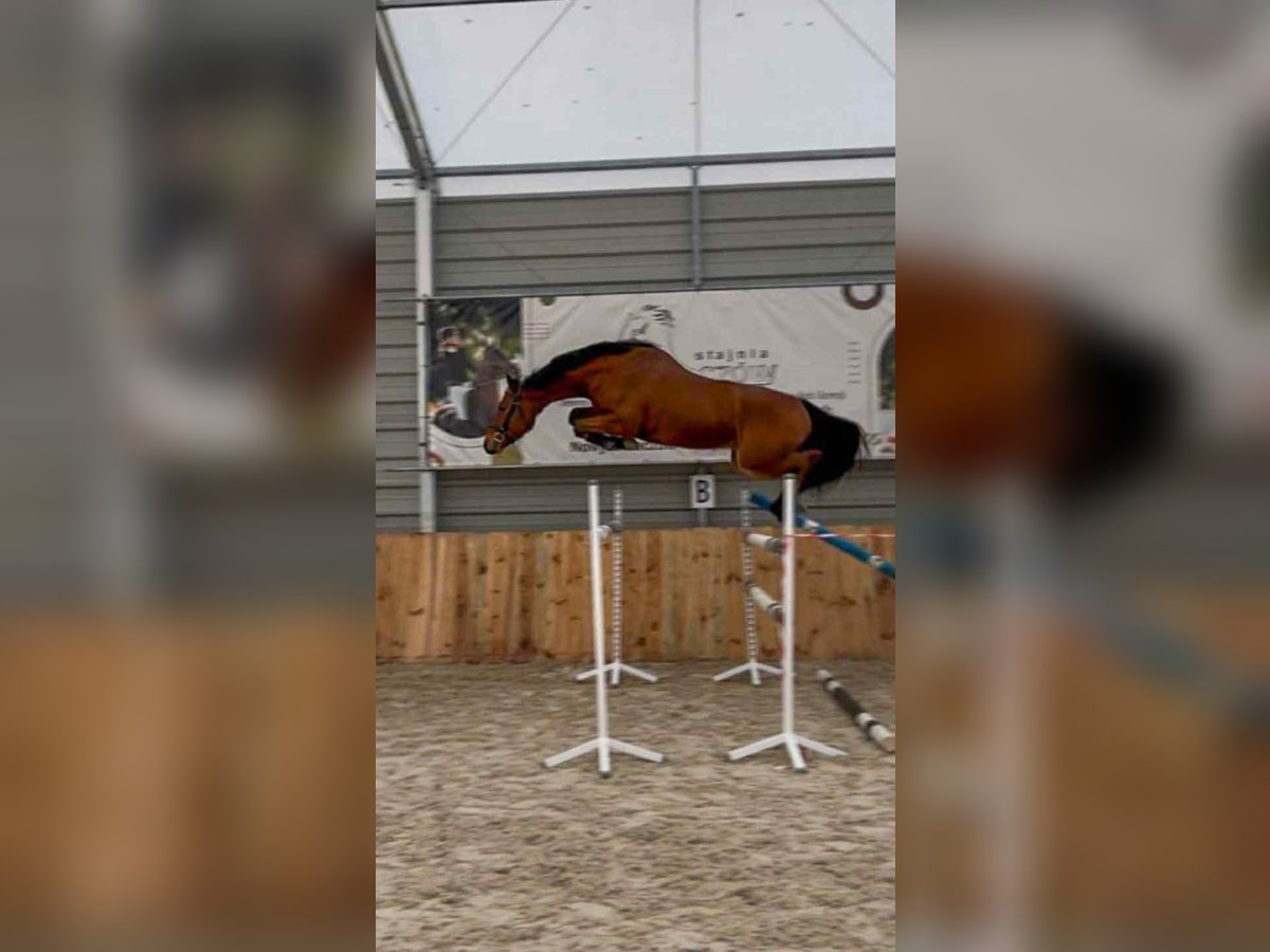 KWPN Castrone 4 Anni 168 cm Baio ciliegia in Warsaw