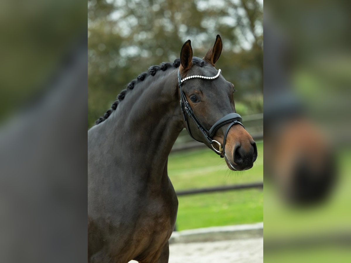 KWPN Castrone 4 Anni 168 cm Baio scuro in Loon op Zand