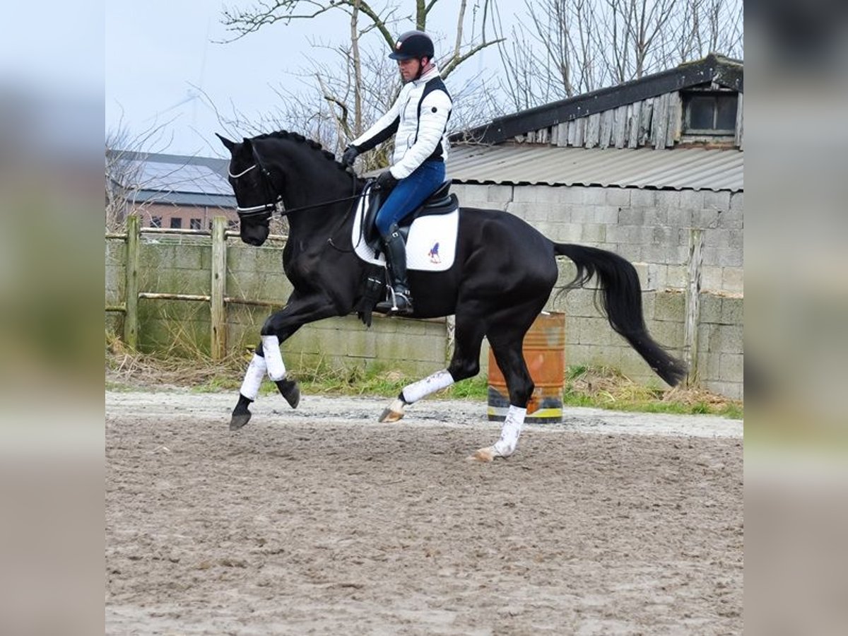 KWPN Castrone 4 Anni 169 cm Morello in PrinsenbeekPrinssenbeek