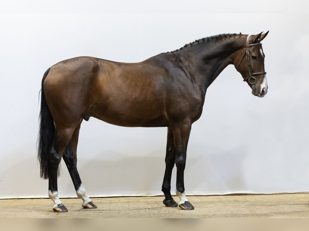 KWPN Castrone 4 Anni 170 cm Baio in Waddinxveen