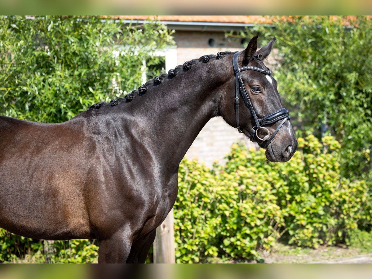 KWPN Castrone 4 Anni 170 cm Baio nero in Hooge Mierde