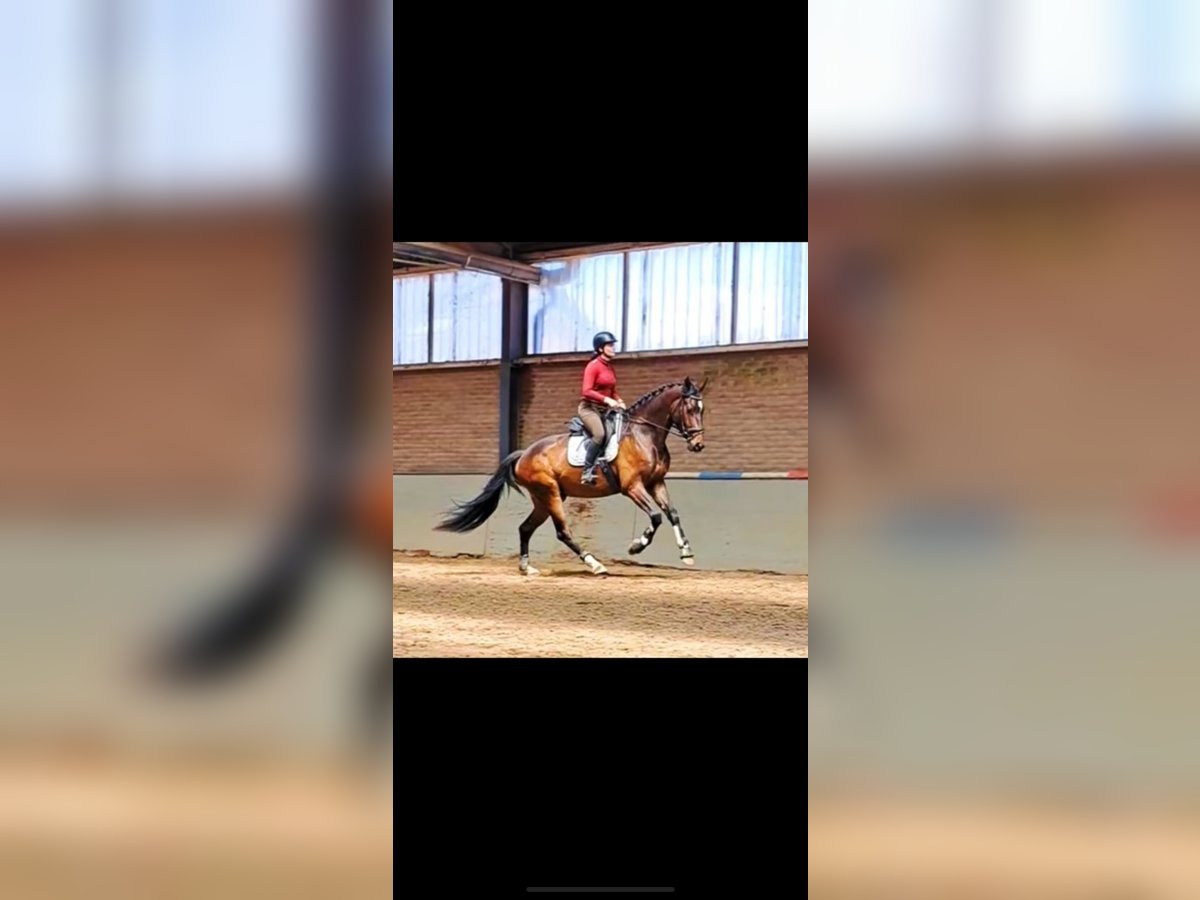 KWPN Castrone 4 Anni 170 cm Baio scuro in Spaubeek