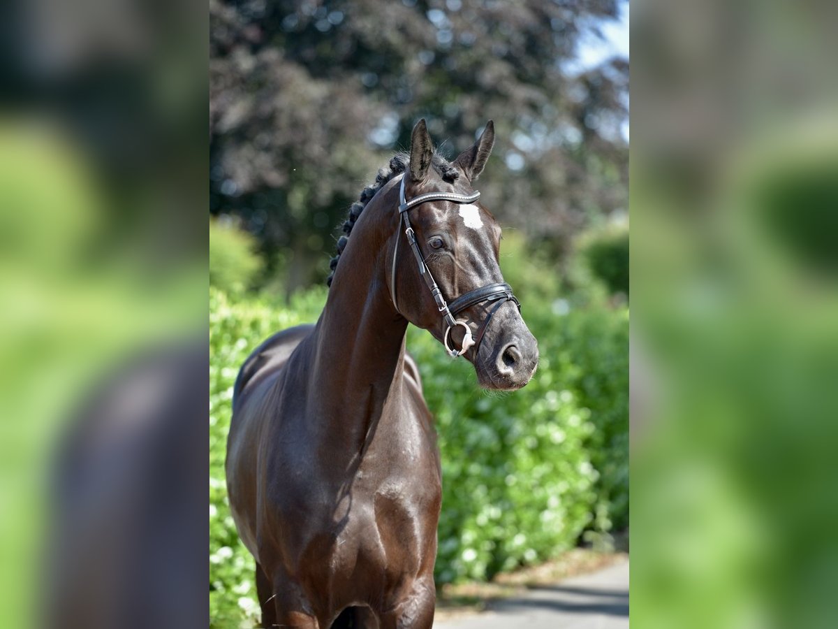 KWPN Castrone 4 Anni 170 cm Morello in Vechta
