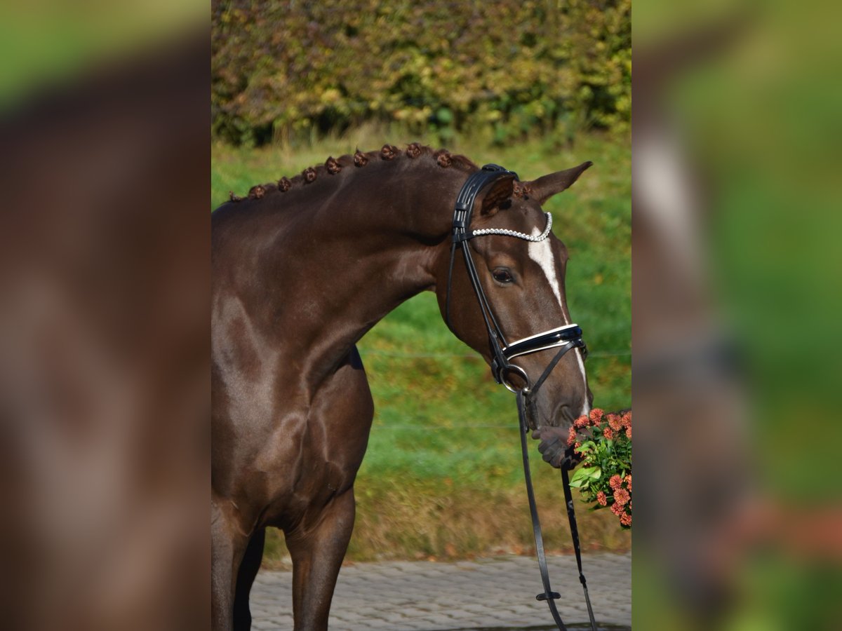 KWPN Castrone 4 Anni 171 cm Sauro scuro in Fürstenau