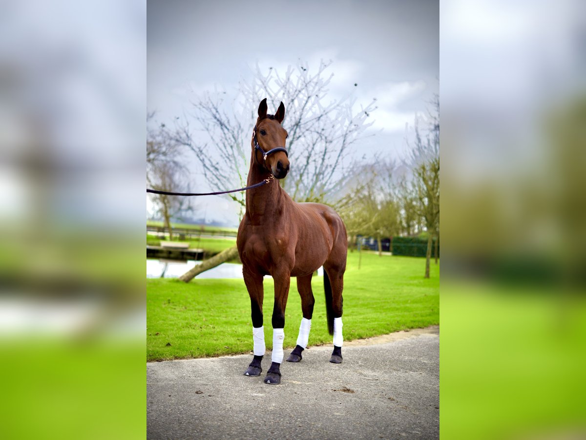 KWPN Castrone 4 Anni 172 cm Sauro scuro in Nieuw-Vennep