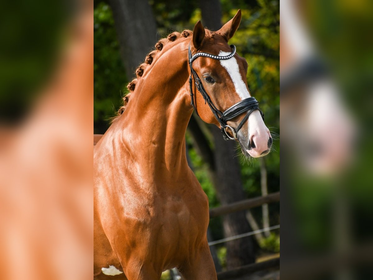 KWPN Castrone 4 Anni 173 cm Sauro in Loon op Zand