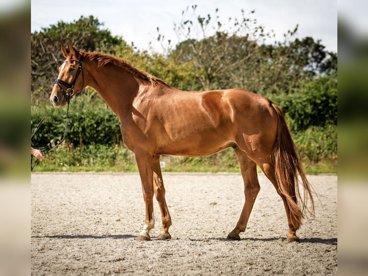 KWPN Castrone 4 Anni 175 cm Sauro in Banholt