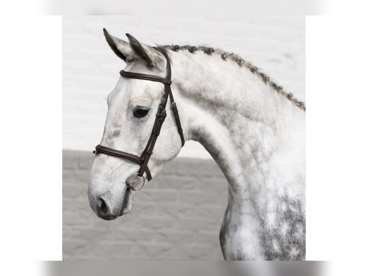 KWPN Castrone 4 Anni 178 cm Grigio in Heerde