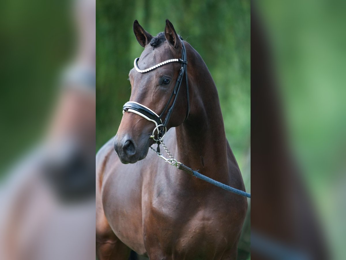 KWPN Castrone 4 Anni Baio scuro in Imola