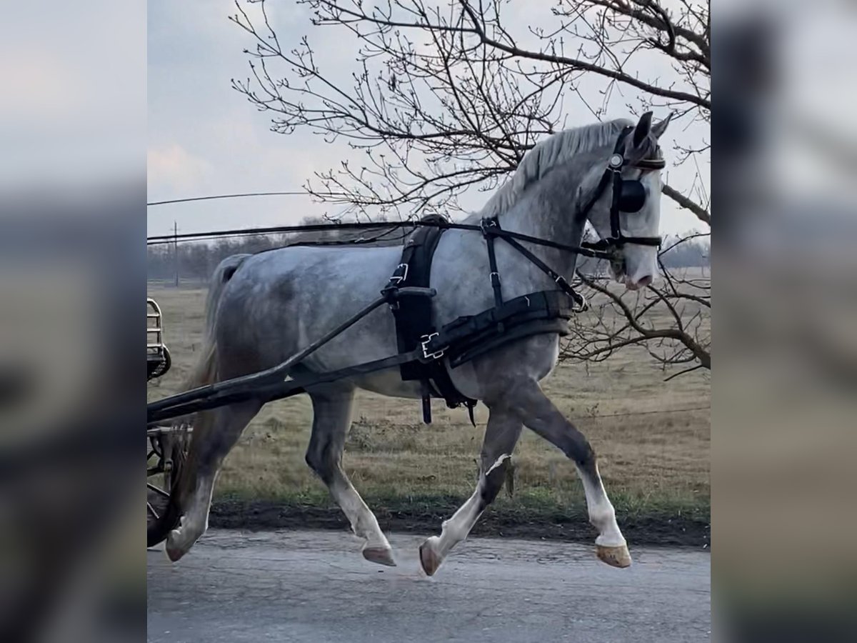 KWPN Castrone 5 Anni 158 cm Grigio in Tass