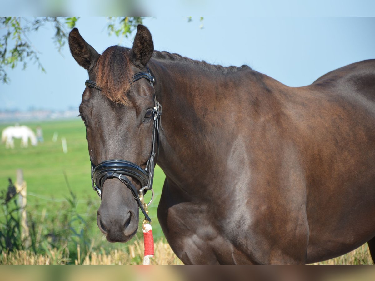 KWPN Castrone 5 Anni 165 cm Baio scuro in Zoetermeer