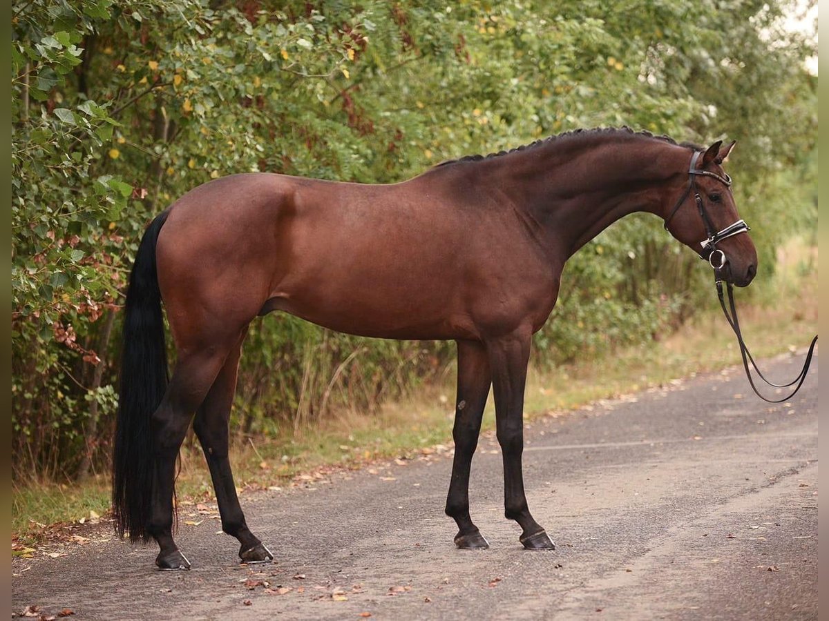 KWPN Castrone 5 Anni 168 cm Baio scuro in Bekesszentandrás