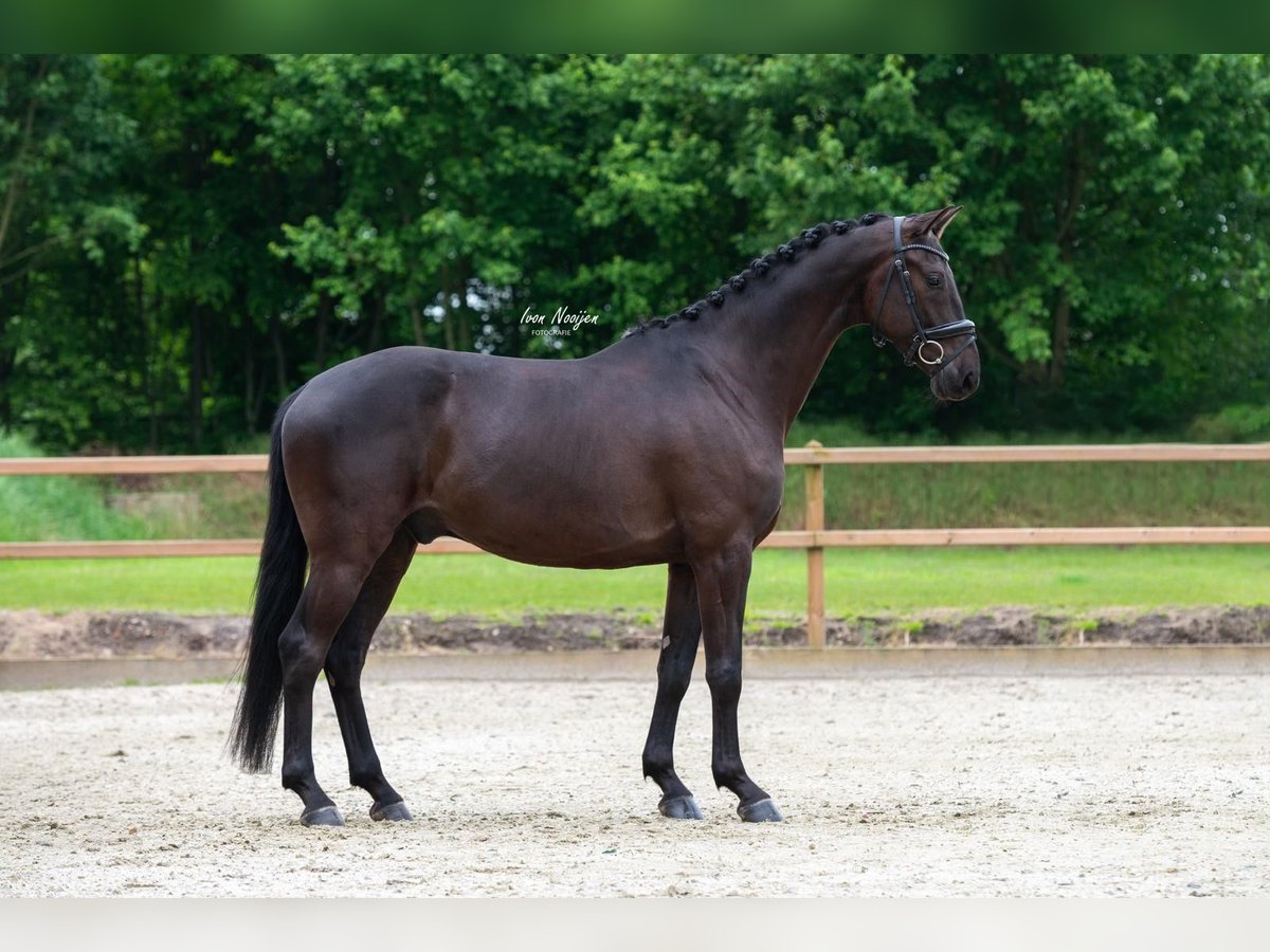 KWPN Castrone 5 Anni 168 cm Morello in Horst