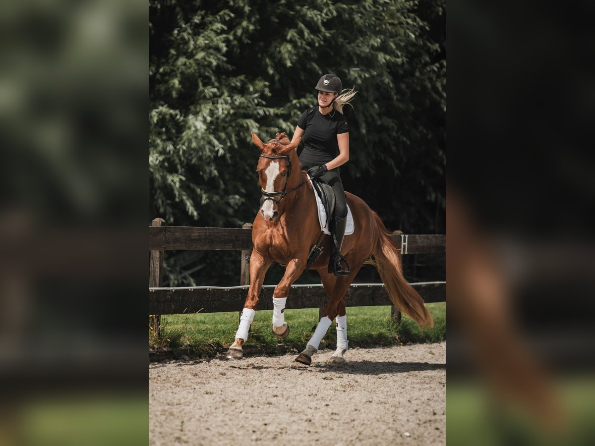 KWPN Castrone 5 Anni 170 cm Sauro in Lelystad