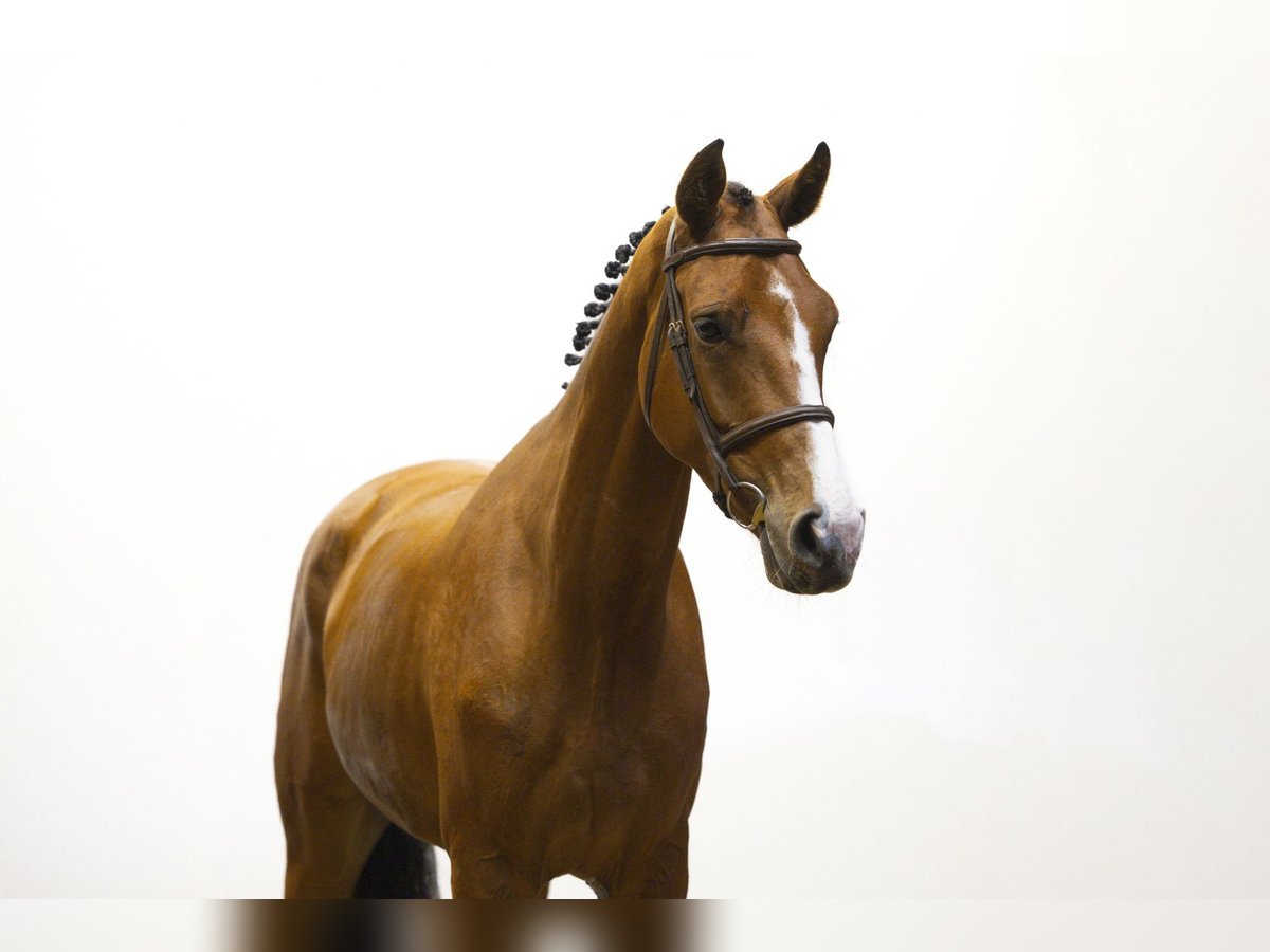 KWPN Castrone 5 Anni 172 cm Baio in Waddinxveen KWPN Castrone 5 Anni 172 cm Baio in Waddinxveen