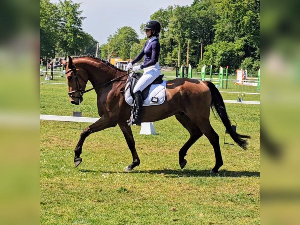 KWPN Castrone 5 Anni 172 cm Baio chiaro in Veenendaal