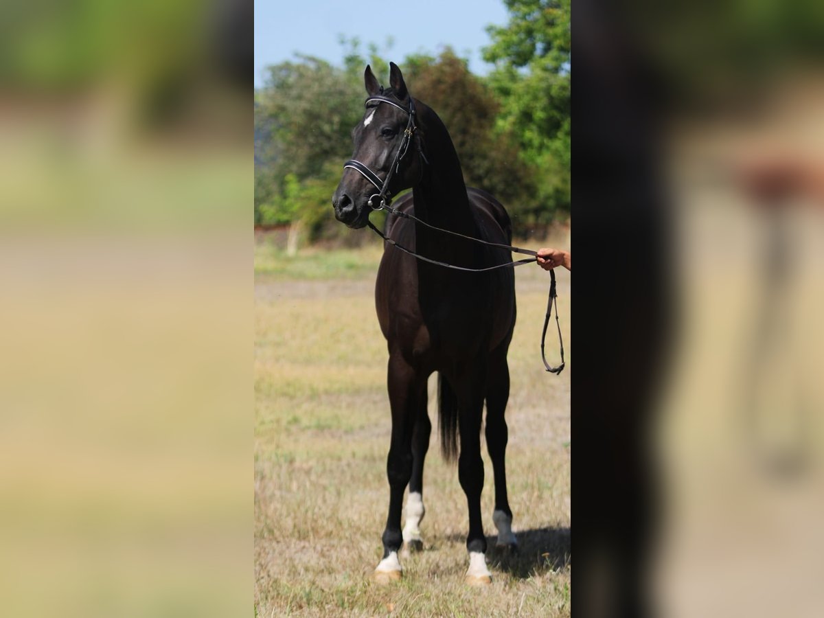 KWPN Castrone 5 Anni 172 cm Baio scuro in Gyula