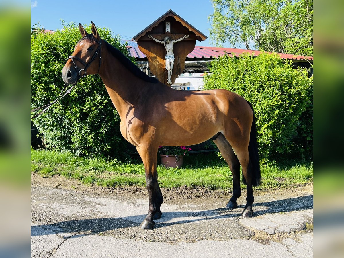 KWPN Castrone 5 Anni 173 cm Baio in Schwäbisch Gmünd