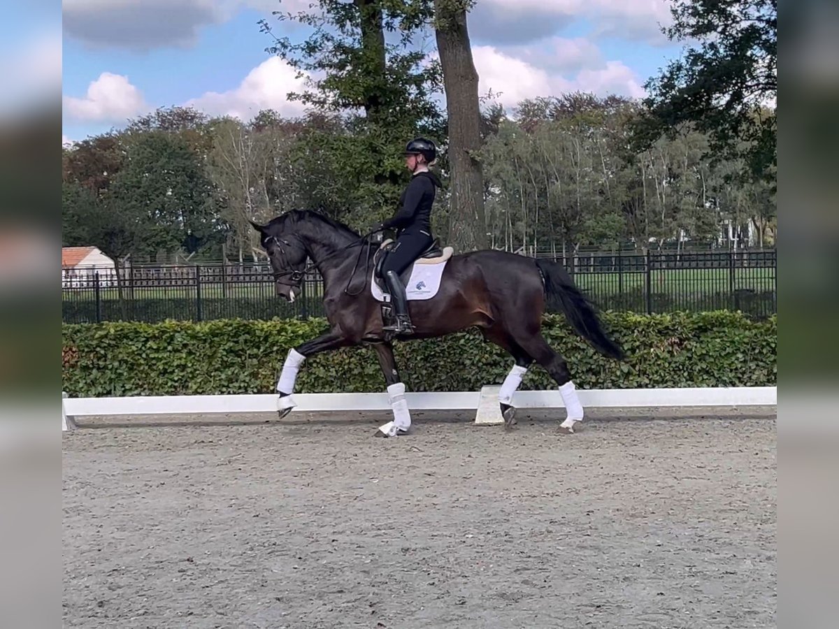 KWPN Castrone 5 Anni 174 cm Baio scuro in Weert