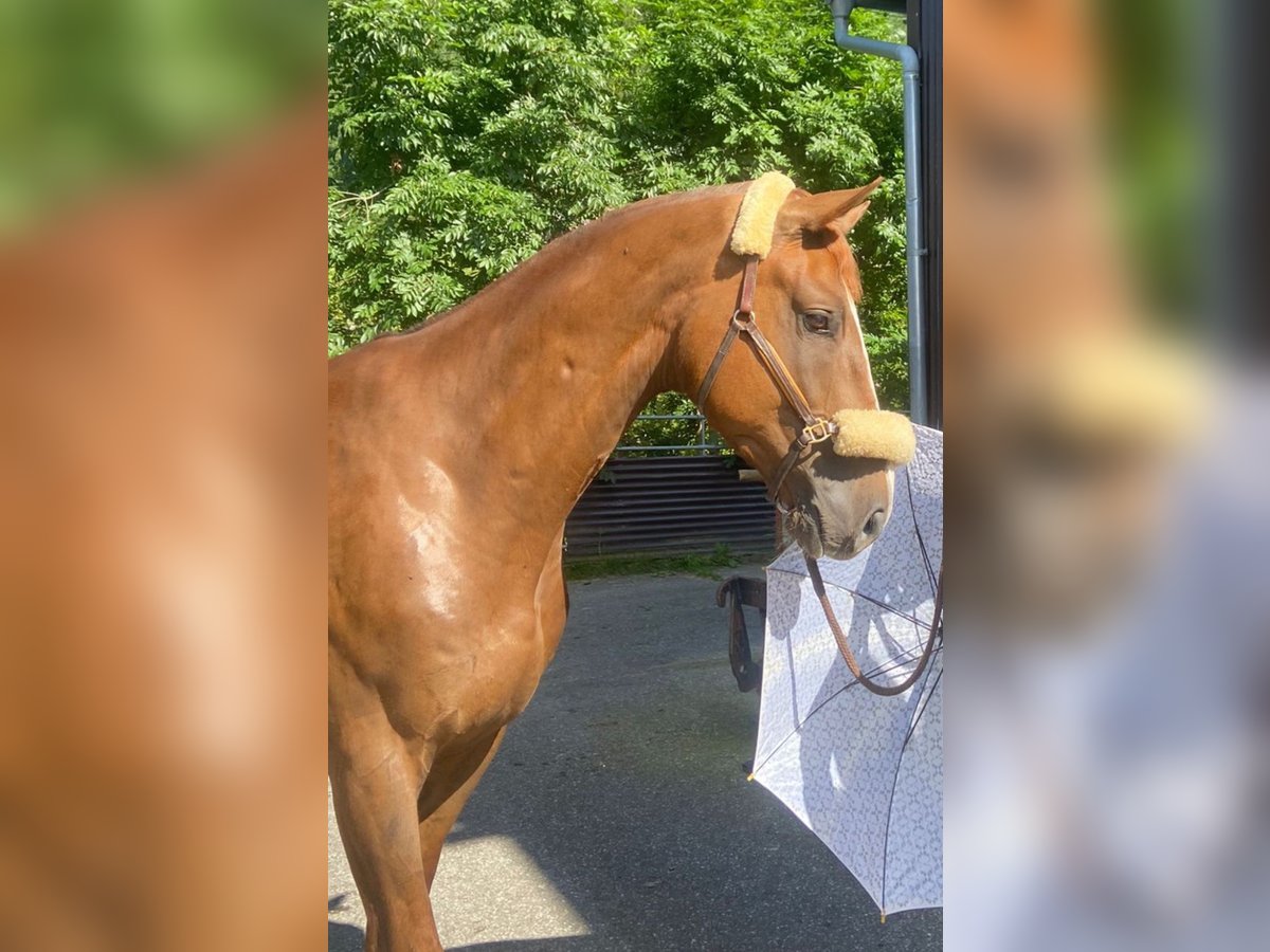 KWPN Castrone 5 Anni 175 cm Sauro scuro in Gaicht