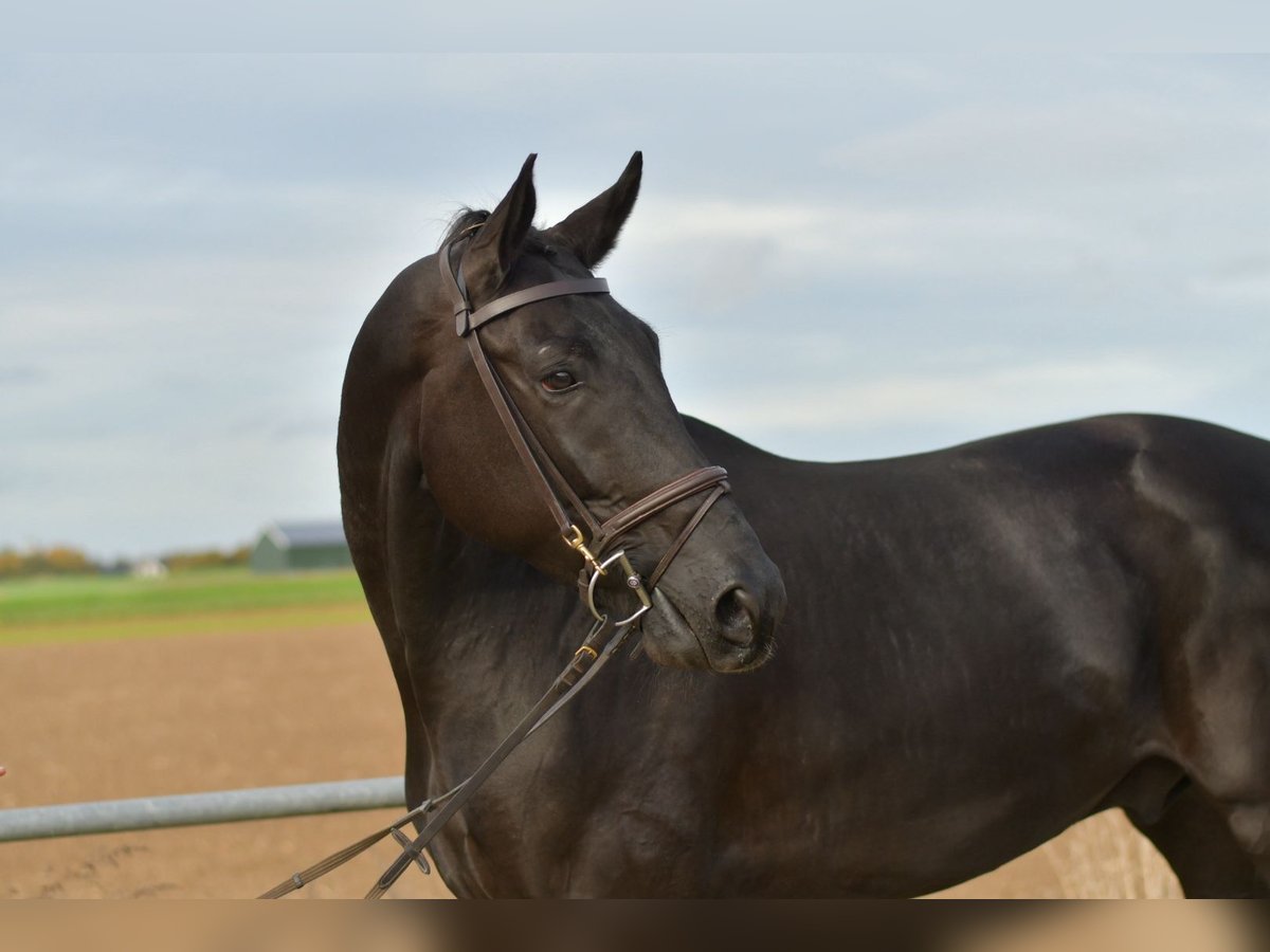 KWPN Castrone 5 Anni 176 cm Morello in Geilenkirchen