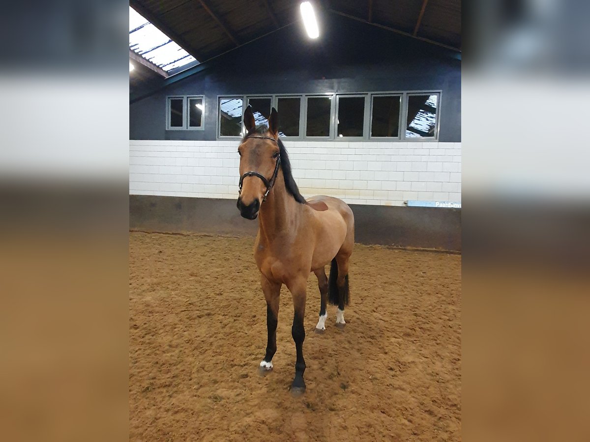 KWPN Castrone 5 Anni 178 cm Baio in Geesteren