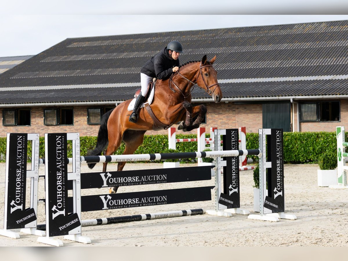 KWPN Castrone 5 Anni 182 cm Baio in Waddinxveen KWPN Castrone 5 Anni 182 cm Baio in Waddinxveen