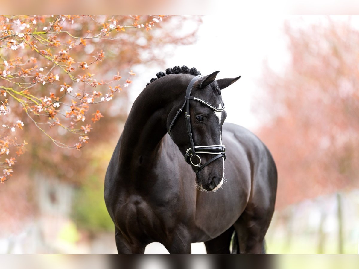 KWPN Castrone 6 Anni 167 cm Morello in Mol