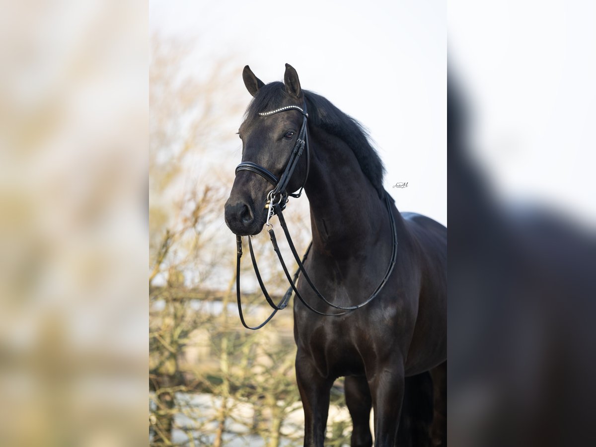 KWPN Castrone 6 Anni 167 cm Morello in Harlingen