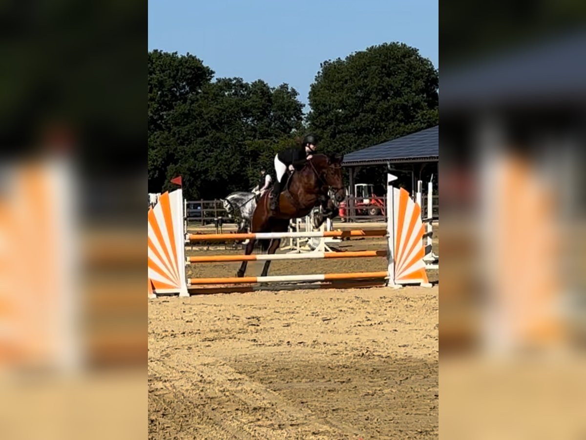 KWPN Castrone 6 Anni 170 cm Baio in Hesel